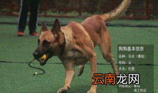 马犬一般长多大 马犬特点
