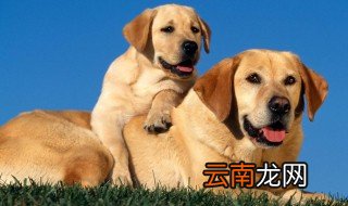 拉布拉多和金毛哪个智商高 拉布拉多和金毛区别介绍
