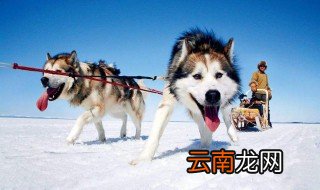 阿拉斯加犬有几种 阿拉斯加雪橇犬简介