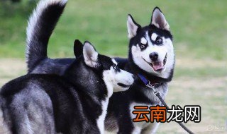 哈士奇和二哈有区别吗 哈士奇名字的由来