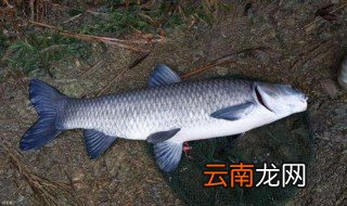 钓草鱼的技巧是什么 有以下四点