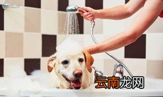 一个月大的小狗能给它洗澡么? 洗澡水温度多少合适