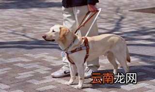 导盲犬是什么狗 导盲犬的介绍