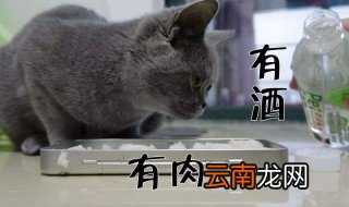 猫喝酒会怎么样 酒精对猫有没有伤害