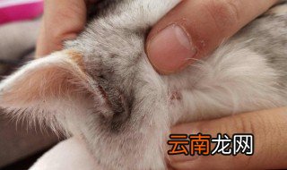 3个月猫藓多长时间泡一次药浴 得了猫藓的猫需要隔离吗