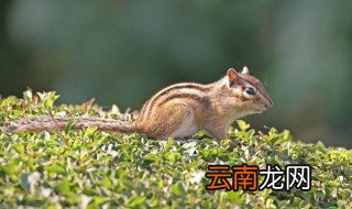 金花松鼠怎么饲养 金花松鼠不可吃的食物有哪些