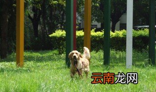 16个不能养金毛的理由 需要考虑哪些因素