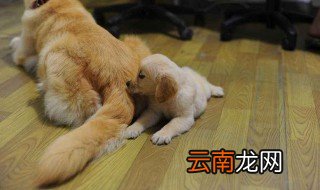 小狗断奶怎么样 快来看看吧