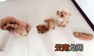 2个月泰迪幼犬饲养 泰迪两个月大怎么养