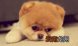 宠物狗品种 这些你知道吗