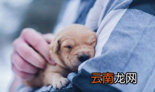 给狗狗取什么名字好 好记又好听