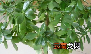 玉树可以放卧室吗 为什么不可以