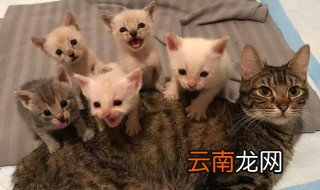 母猫几个月可以生小猫 在猫咪分娩前需要准备什么工具