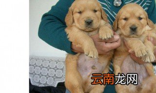 狗如何分公母 分辨狗公母的方法