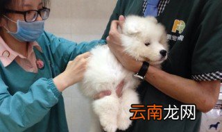 狗狗伊维菌素使用间隔时间 一周打一次合适吗