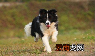 狗怎么退毛 让我告诉你