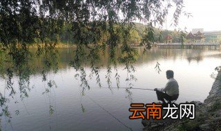 钓黄刺鱼用什么料最好 黄刺鱼的生活特性