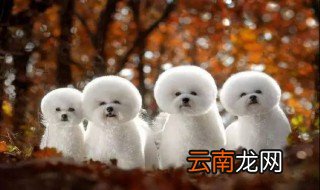 狗的品种 快来看看