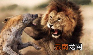 雄狮为什么不怕鬣狗 鬣狗为什么不怕雌狮
