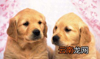 比较有创意的狗狗名字 快来看看吧