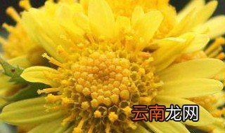菊花代表什么象征意义 你知道吗