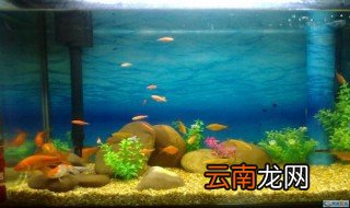 水族箱什么鱼好看好养 了解一下