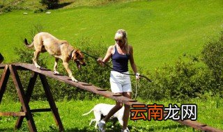 高铁能带上宠物狗吗?