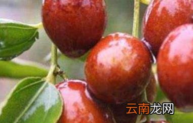 冬枣和雪枣的区别 吃冬枣的好处