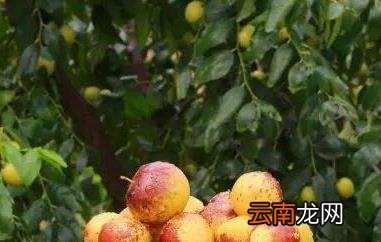 冬枣和雪枣的区别 吃冬枣的好处