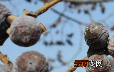 小柿子软枣的功效与作用及食用方法