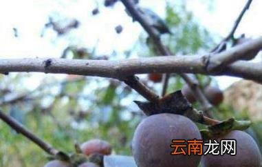 小柿子软枣的功效与作用及食用方法