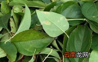 巴东觚子茶有什么功效 巴东觚子茶的副作用