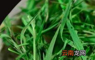 石竹茶的功效与作用 喝石竹茶的好处
