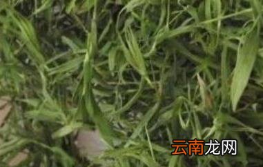 石竹茶的功效与作用 喝石竹茶的好处