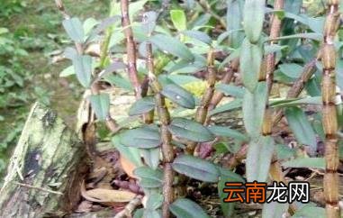 女人吃石斛的好处与害处