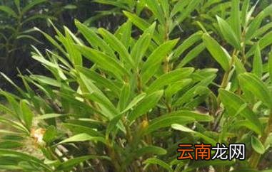 叠鞘石斛在家怎么养 叠鞘石斛的养殖技巧教程