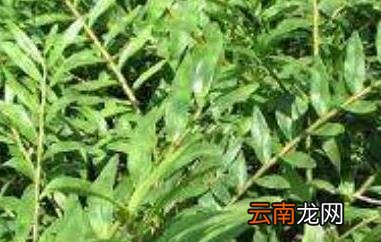 叠鞘石斛在家怎么养 叠鞘石斛的养殖技巧教程