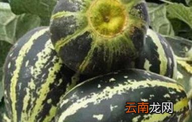 冰糖子瓜怎么吃 冰糖子瓜的食用方法