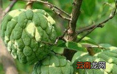 释迦果的营养价值与功效