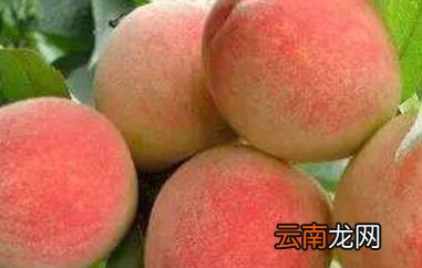桃子有什么好处和坏处