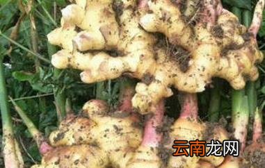 山竹子根的功效与作用