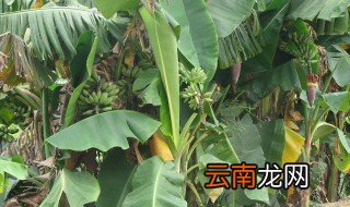 香蕉种植到收成几个月 当年种下当年能采收吗