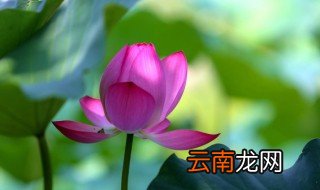 三伏当中什么时候最热 什么时候是三伏天最热的时候