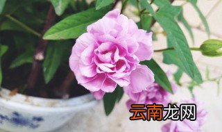 缠枝牡丹的种植方法 缠枝牡丹的养殖方法和注意事项