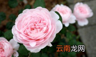 月季水扦插最简单方法 教你月季水扦插最简单方法