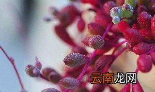 紫玄月的扦插方法 教你紫玄月的扦插方法
