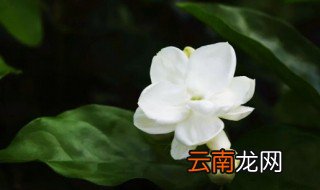 茉莉花的扦插方法 茉莉花花语