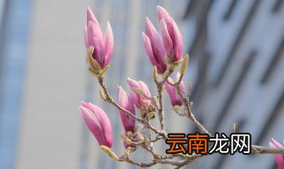 玉兰扦插时间和方法 如何扦插玉兰