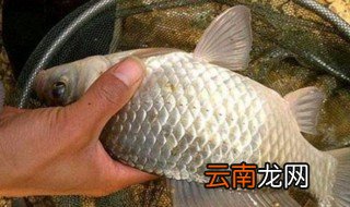 冬天如何钓鲫鱼 钓鱼和季节的关系