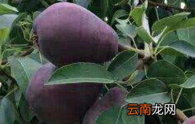 黑梨的功效与作用及食用方法
